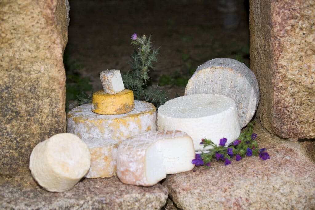 Fromages corses sur des rochers