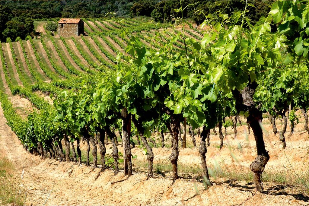 Photo des vignes dans le sud de la corse